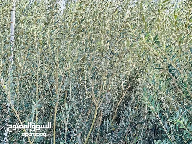 مشتل زيتون جميع الانواع للبيع