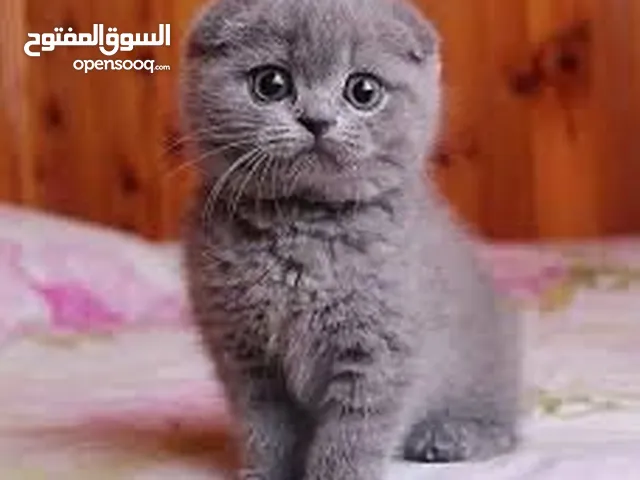 سوتش فولد بيور