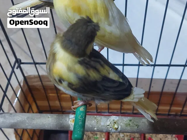 عصافير كنار.