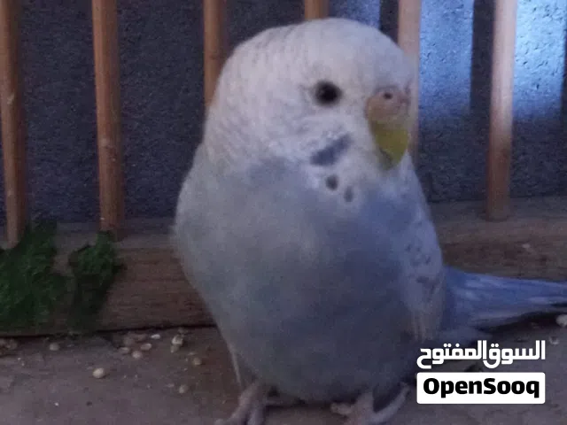 محتاج فحل سعر5 اقره وصف