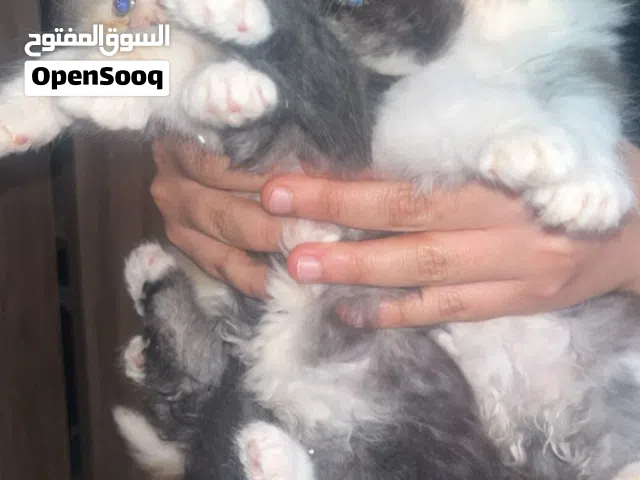 قطط للبيع شيرازي