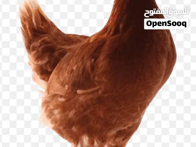 مطلوب 20 او 30 فرخة لوهمان فتوح جديد اول خيره