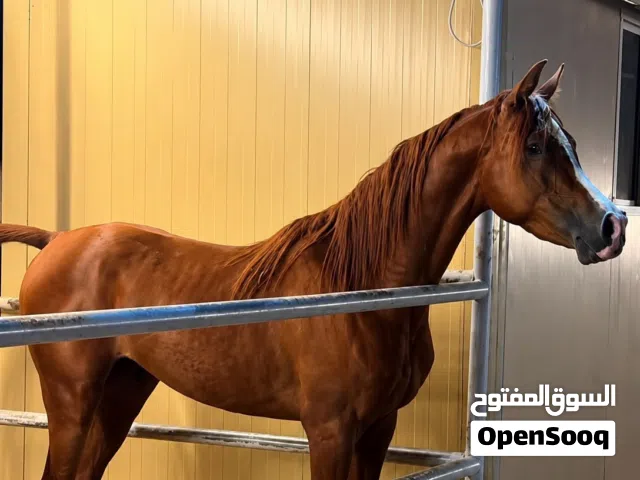 فحل عربي جمال