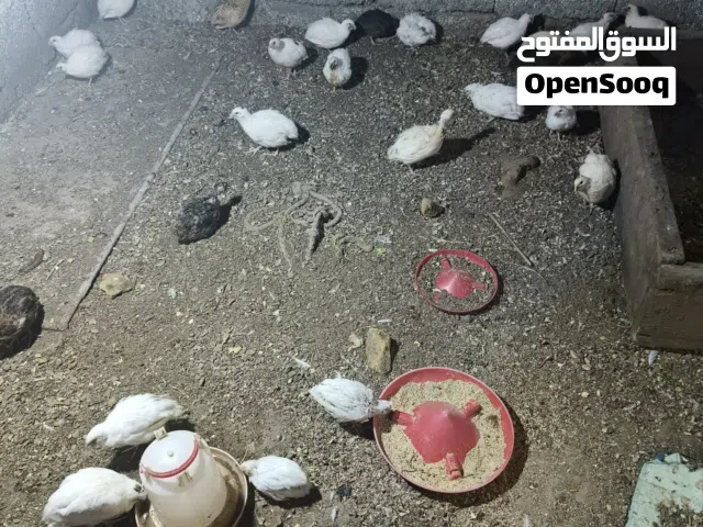 سمان تكساس وهجين