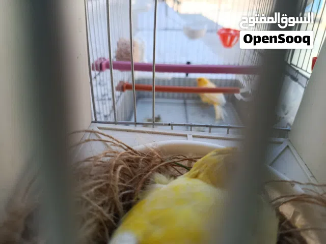 متوفر عصافير كناري كوبية اللهم بارك