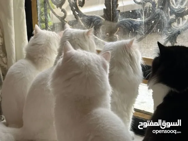 قطط شيرازي للتبني مجانا جميع القطط ملقحة كامل اللقاحات و لديها دفتر خاص بكل قط و عدد القطط خمس