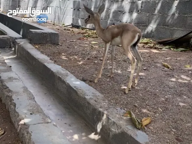 للبيع غزال ديماني ذكر مع التصريح من هيئه البيئه اليف 100/100