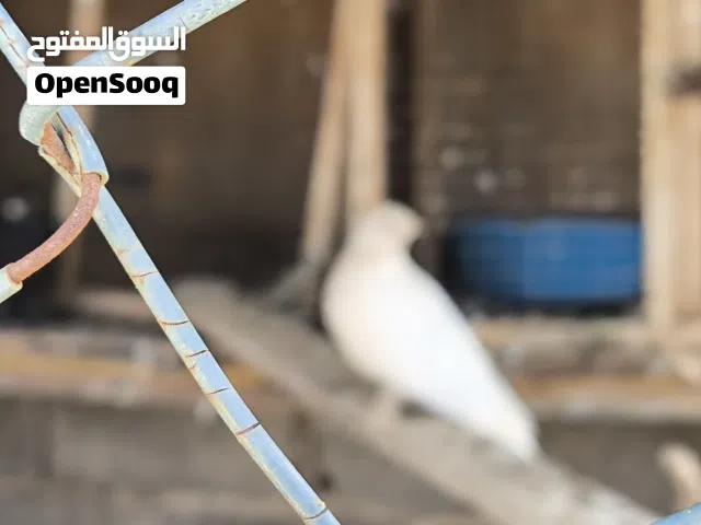 براكه حمام هزاز شقليب. درجه وألوان ربي إيبارك