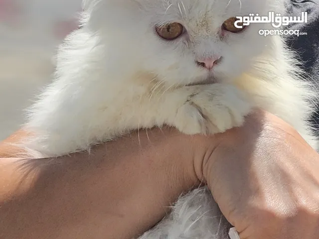 Baby Persian cat  Kitten