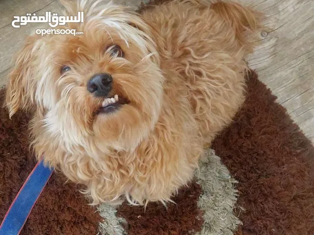 كلب شيتوز ذكر