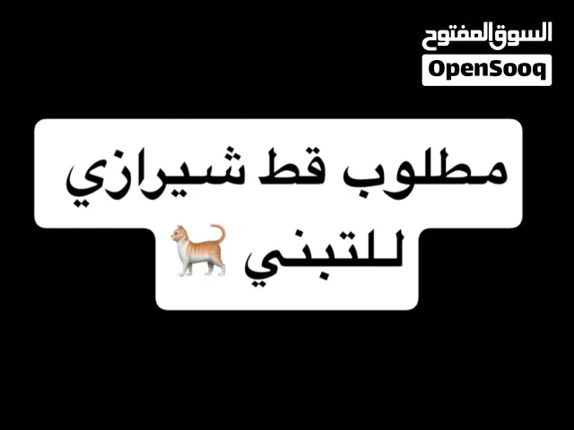 مطلوب قط للتبني