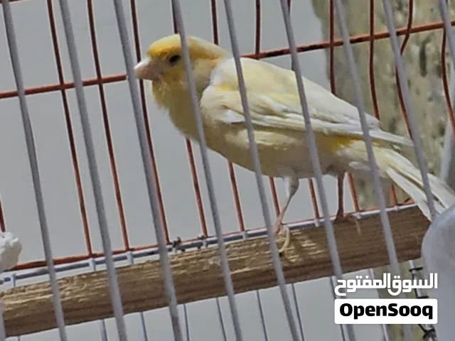 كناري فحلل
