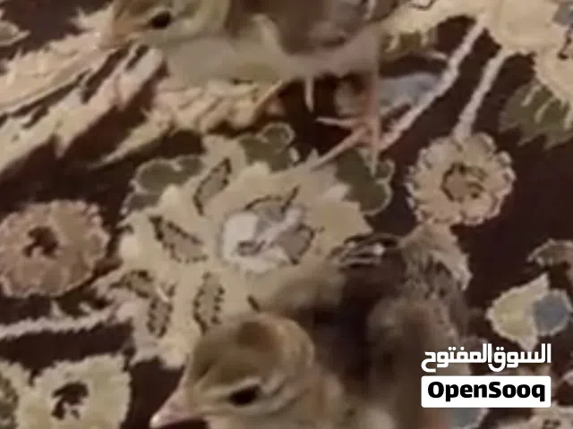 طاووس فروخ