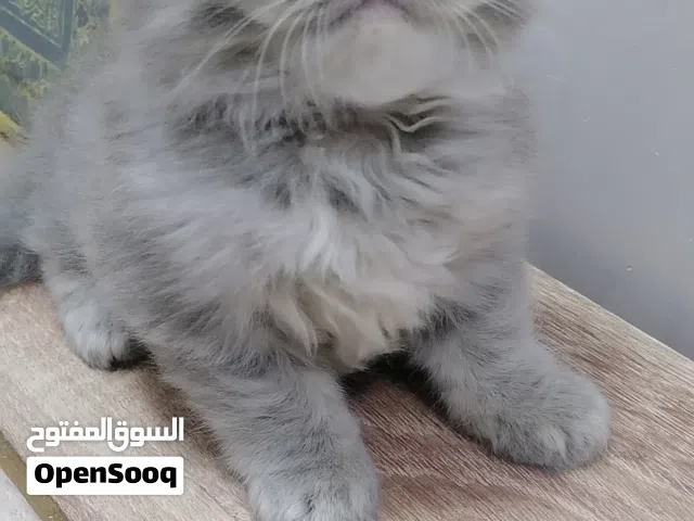 انثى فضيه فاخره( سلفر شانشيلا) عمر شهر ونص تتميز بشعر كثيف وعيون كحيله
