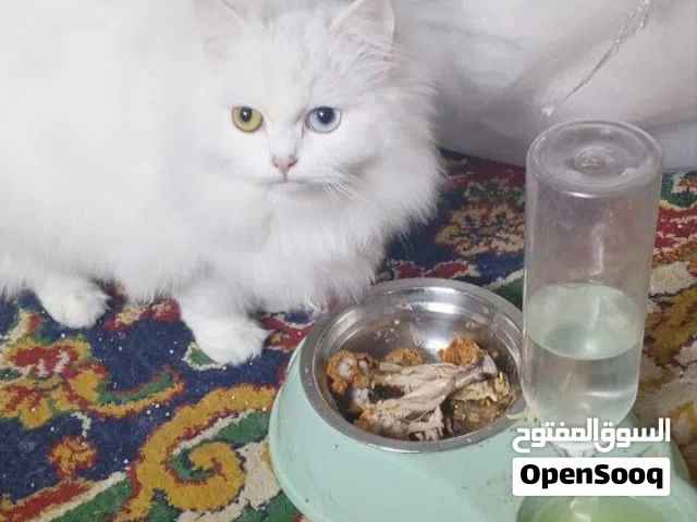 قطه بزونه للزينه