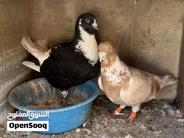 جوزين شغالات للبيع الموقع الهاشمي الشمالي الجواز مكفوله شغل اذا ما شتغلت رجعهم