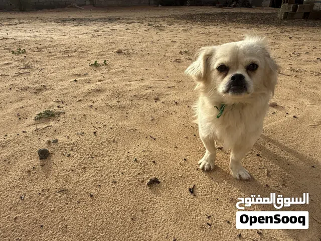 كلب بيكيناز للبيع