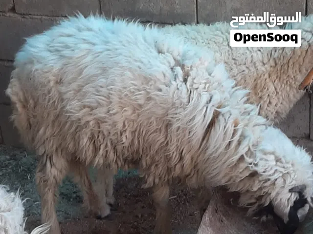 طلي متروس لحم بسعر مناسب
