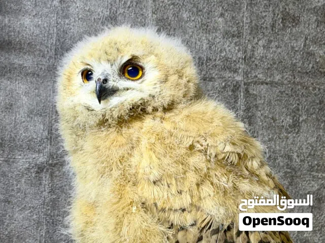 بومة نسريه العمر شهرين