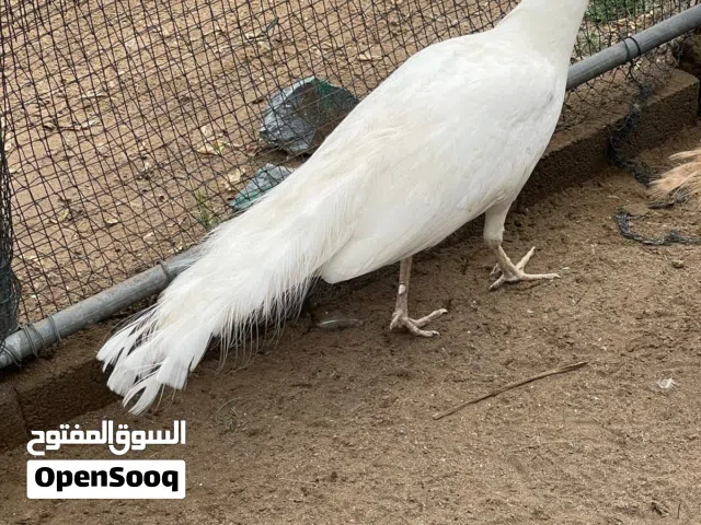 طاووس زوج ابيض وزوج بلاك شولدر