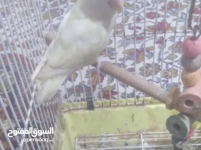 طيور روز حاجه ب اللوز