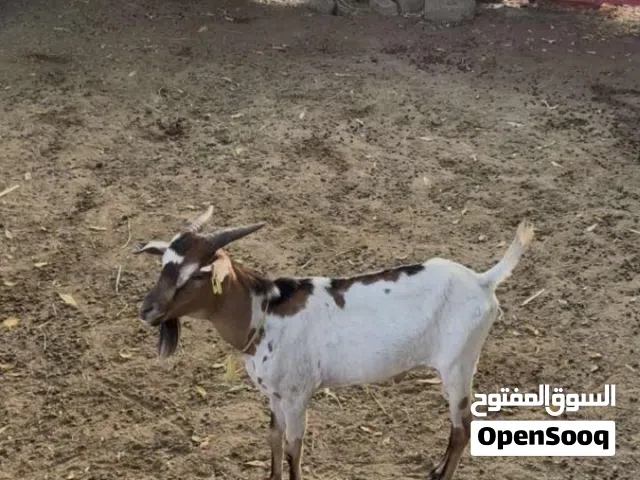 اثيوبي حجم الصغير ب 40 ريال