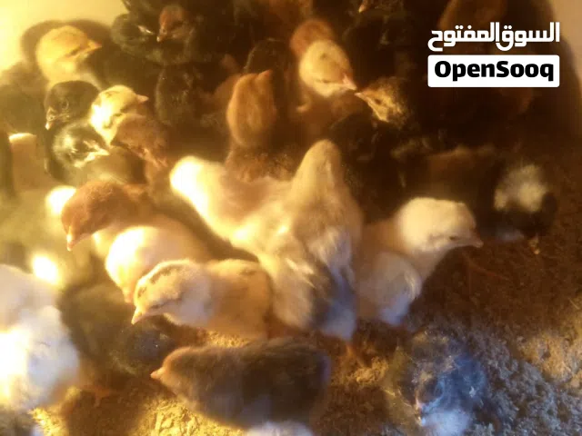 صيصان بلدي للبيع عمر ما بين ال3  أيام و 5 أيام صحه ما شاء الله كله بلدي