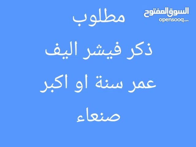 مطلوب ذكر فيشر اليف