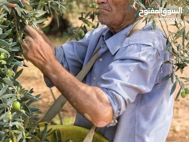 زيت بجوده مكفول