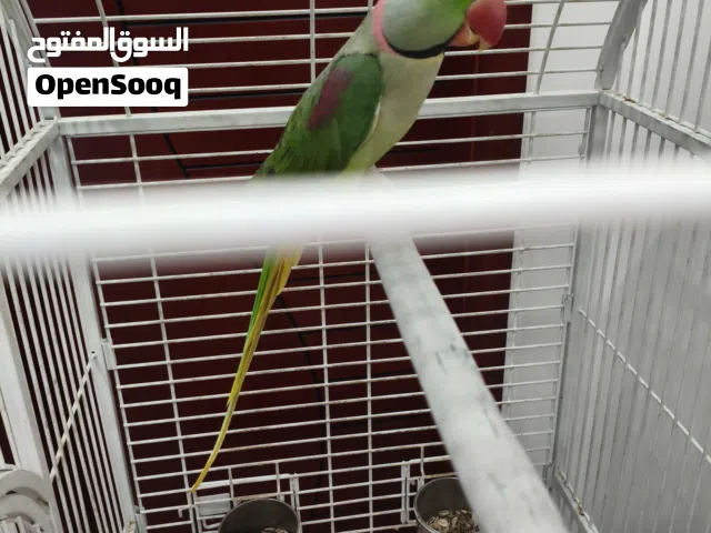 ببغاء الذرة للبيع السعر ساوم