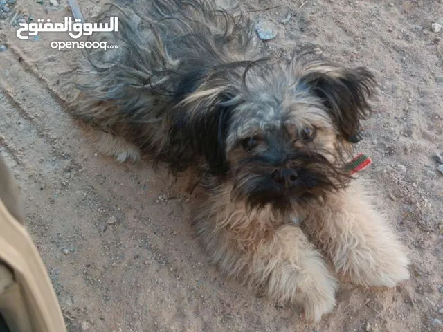 كلب زينة للبيع يسمع في الكلام ويمشي معاك السعر خاص العمر 5شهور