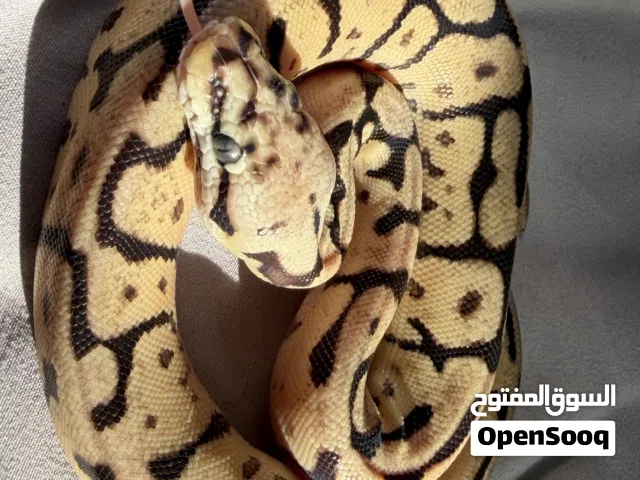ثعبان البول باثون