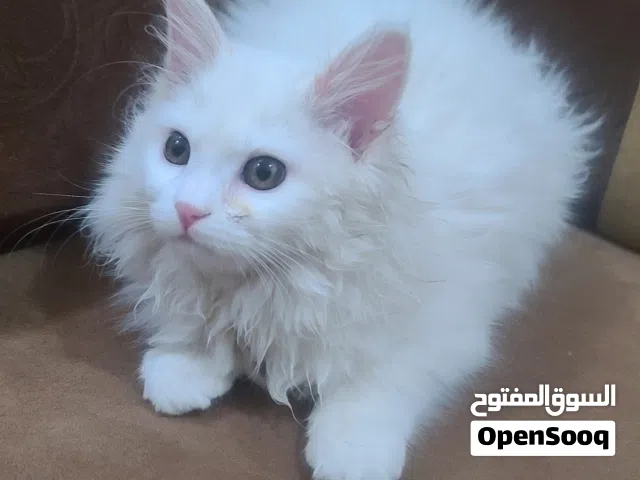 قطة شيرازي ابيض