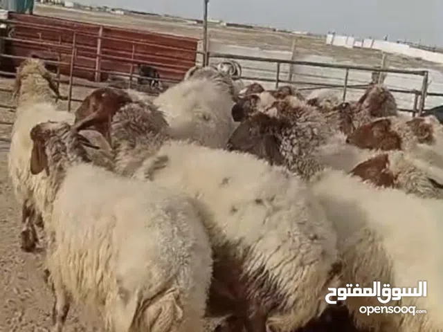 مطلوب غنم جمله مراح