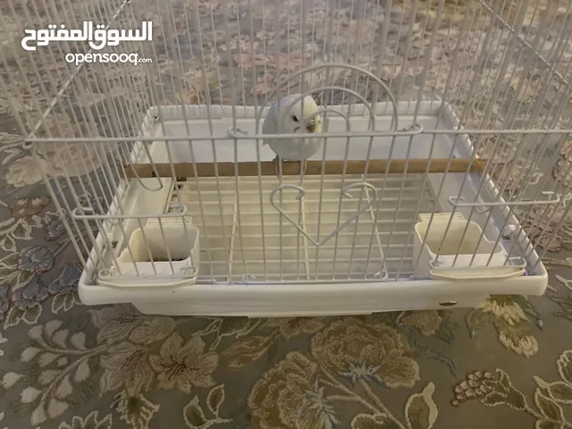 Budgie 3 year old