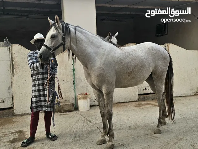 مهره عربية أصيلة سلالة سباق (سلاح جاهز لبداية الموسم)