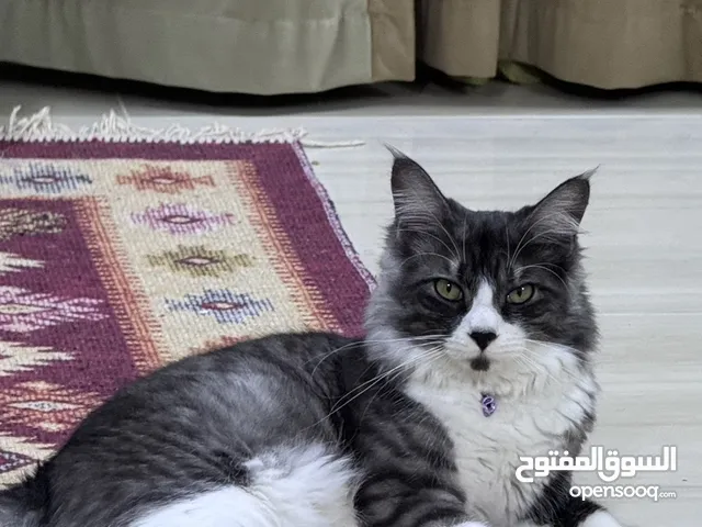 قط سيبيري اليف ونظيف مع كل مستلزماته