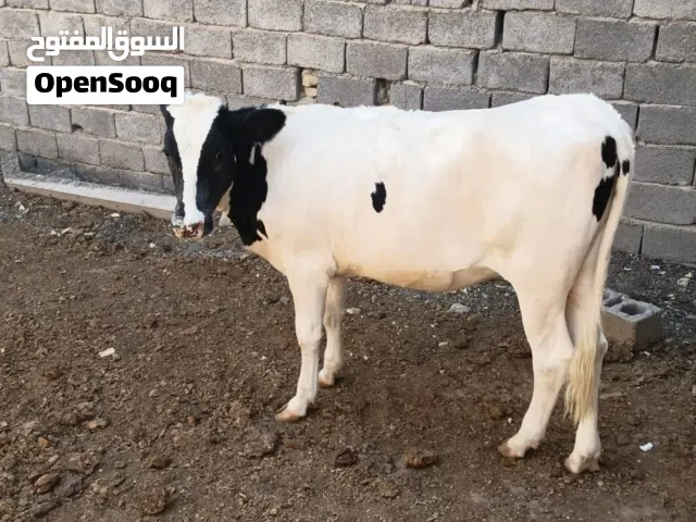 بجره فريزي ابره معلوفه سمينه السعر 2250 وبيها مجال