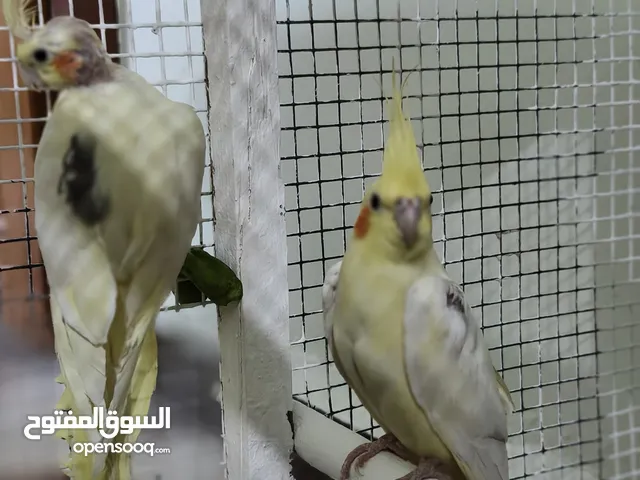 شباب كوكتيل للبيع زوج مخالفين اربع مرات