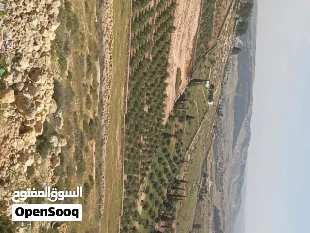 ارض للبيع جرش عين النبي