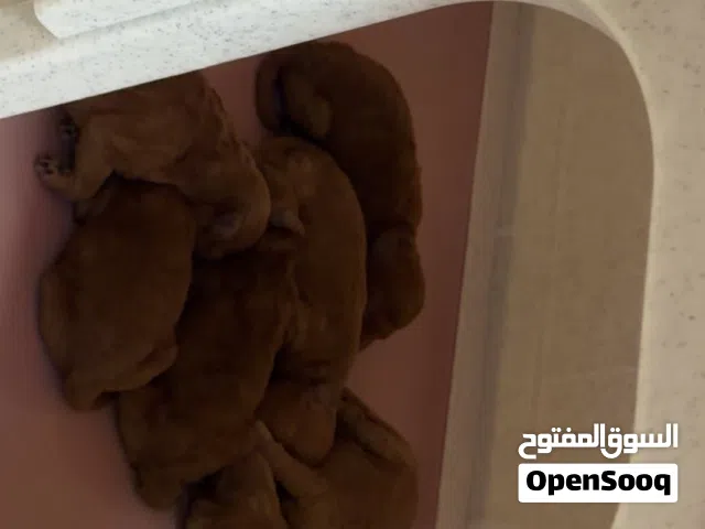 توي بودل بيور