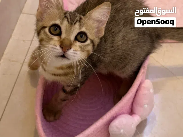 قطتات للتبني معاً (مجاناً) شيرازي مهجن - العين