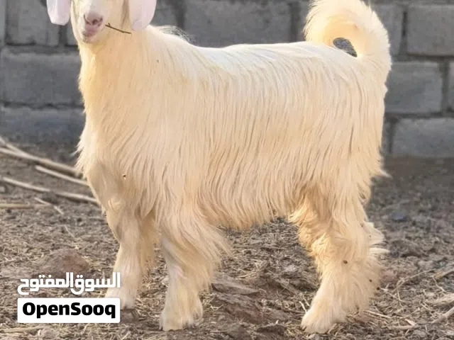 يوجد لدي جدي  عمرهن7 عمره 5شهور 65 فول سمنه  وشي حمله وشي عمرها سنه  يوجد شزهات وتيس ود سنه راهي حال