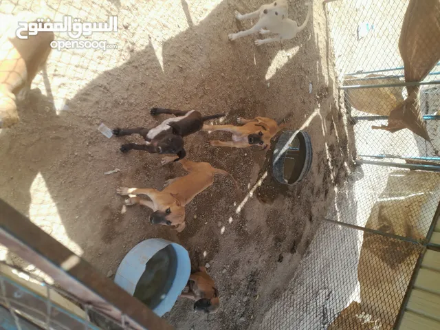 سلوقي للبيع
