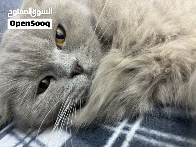 قطة بسة سكوتش مكس انثى للبيع لونها نادر وحلو متوفر توصيل مجاني بعمان نظيفة وكلشي تمام