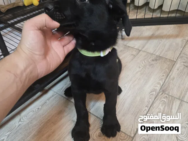 جرو أنثى بولدوغ أمريكي (American Bulldog) مع جميع الاغراض