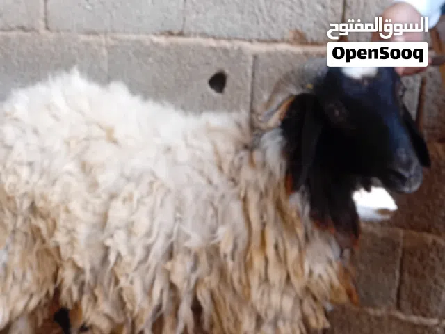 بيع خرفان ثلاثة الادرع عمره ساوم فى القدو ومنخلتف مشكلة نظيفة شعير وقصب ان شاء الله سنة قاعد خروف