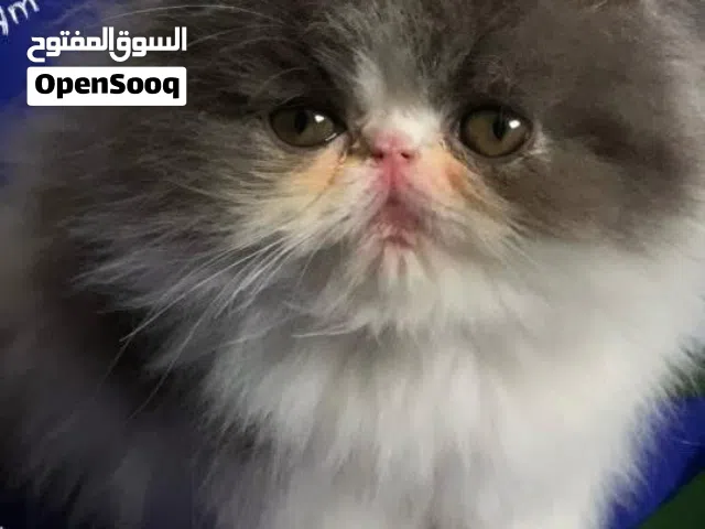 ذكر بيرشن بيكي فيس