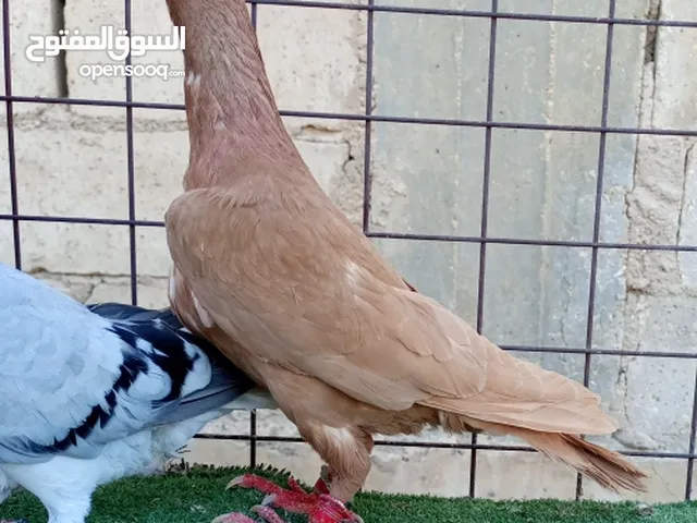 5 جواز وفحلين طيور زق (التفاصيل بالوصف)