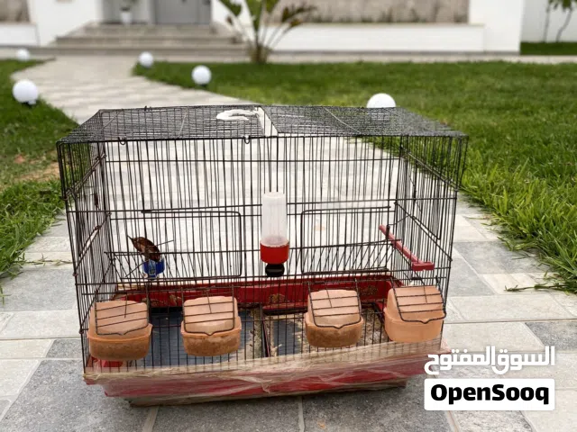 قفاص عصفير للبيع